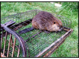 American Beaver - Castor canadensis (Humane trap)