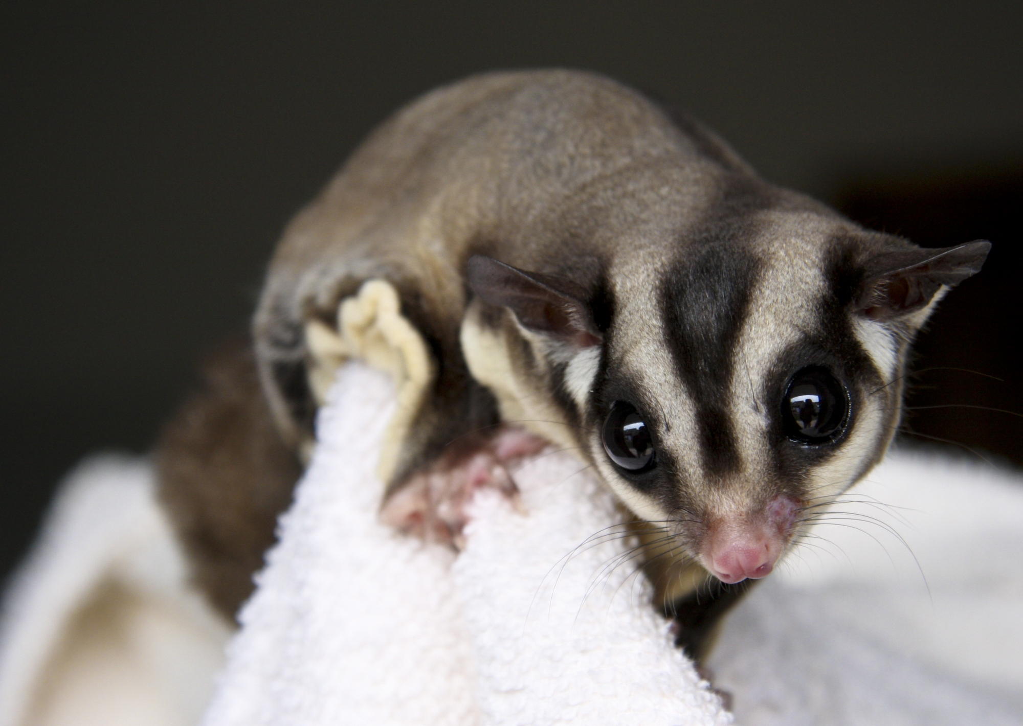 Flying Squirrel in the Attic - Humane Removal of Flying Squirrels