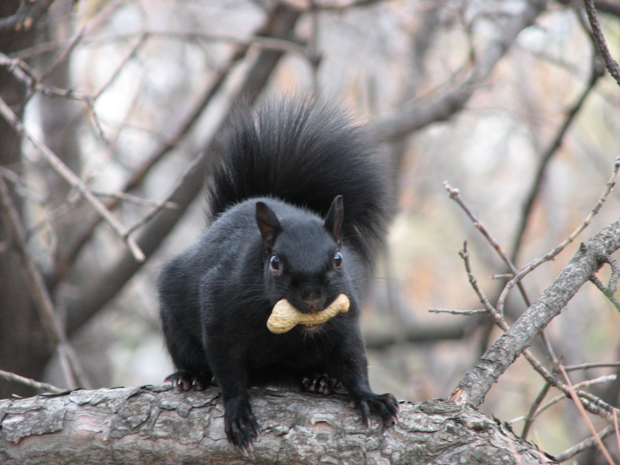 Ground Squirrel Control