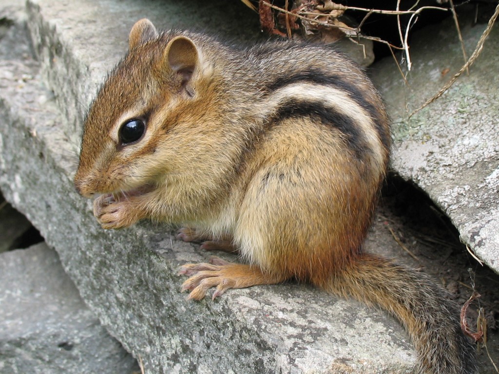 Chipmunk Removal